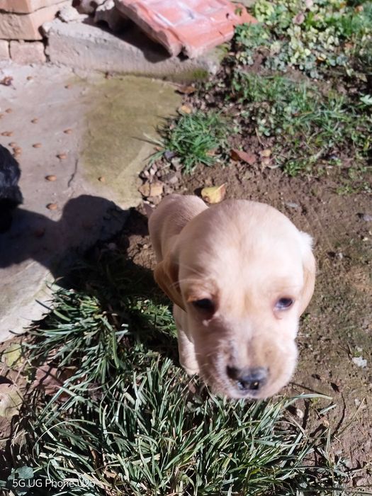 Кокер шпаньол и Лагото