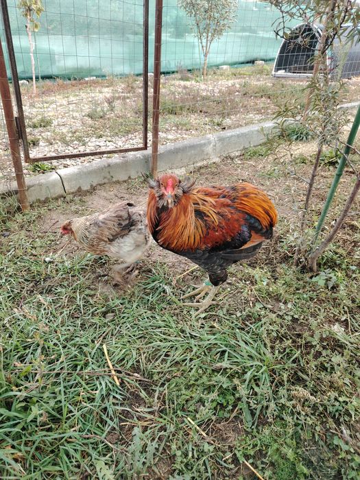 Cocosi Araucana sau 1+1