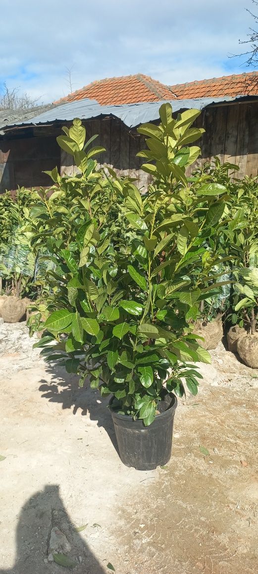 Vând tuia leylandii suntem producător oferim livrare gratuita în toată