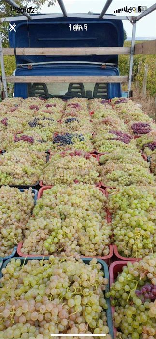 Struguri de vin cu transport