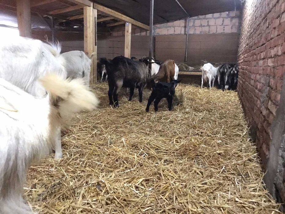 Продава се Къща в с. Кара Михал, Област Разград - 70 кв.м за 365 €/кв.м - Снимка #9