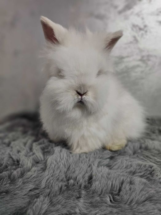 Iepurași pitici Cap de Leu – diverse culori