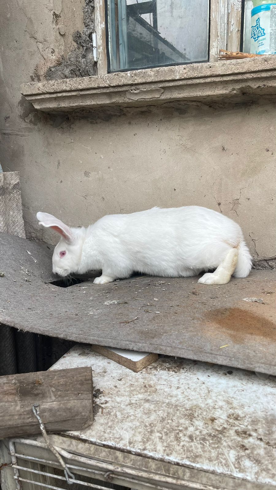 Кролик Виликаны белые