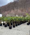 Palmieri Trachycarpus Fortunei/ măslini/ magnolie grandifora/ cedru