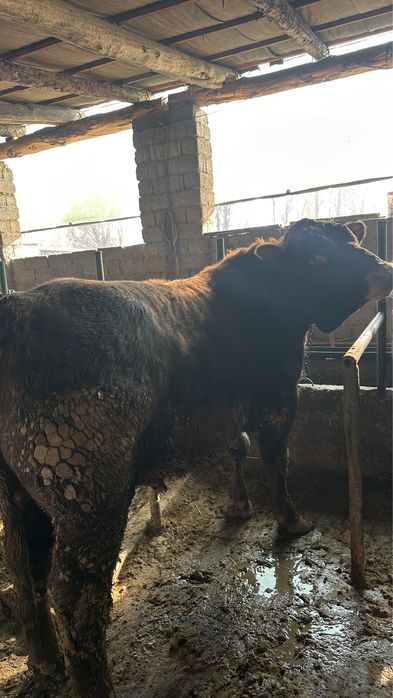 Бычок быки букалар