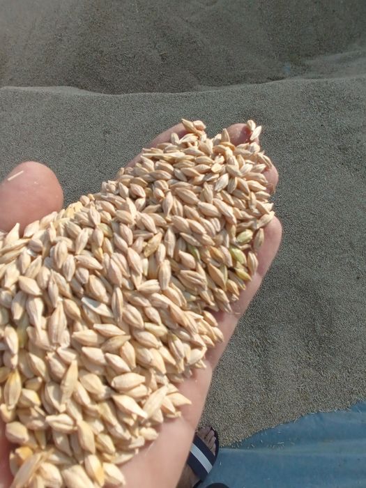 Vând porumb sticlos uscat 2025