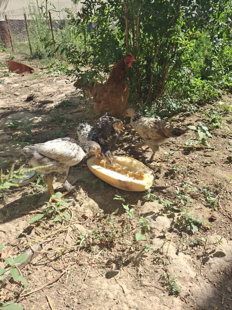 Курица  и цыплята