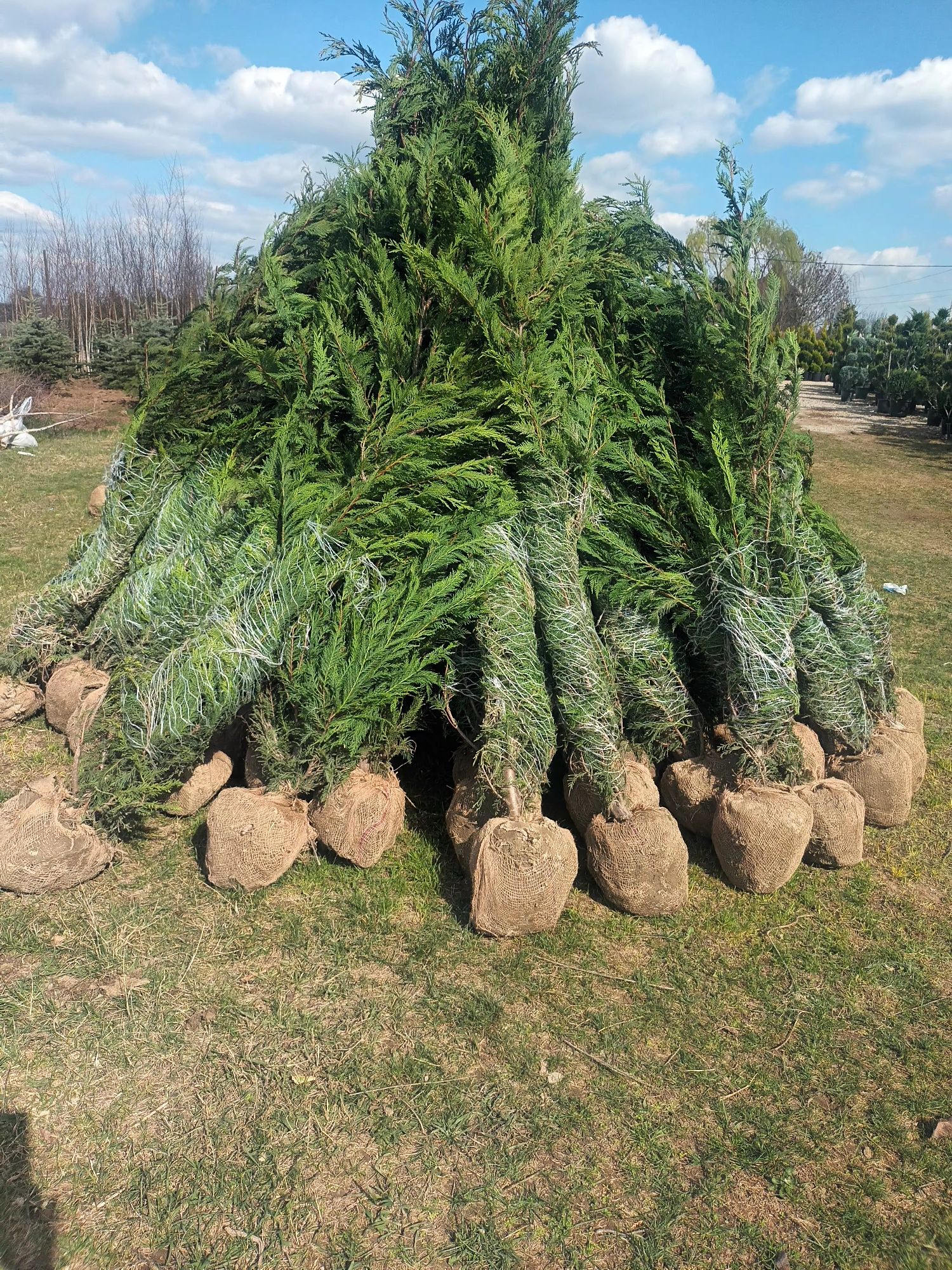 Vând tuia leylandii chiparos