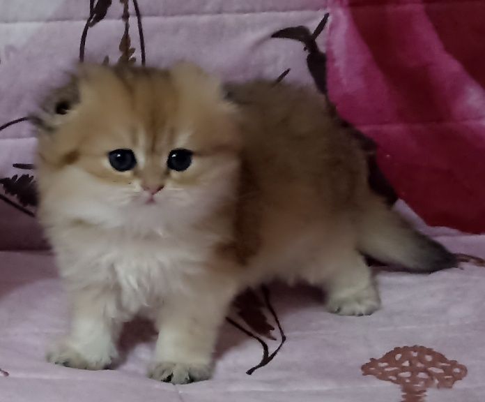 Хайленд скотиш фолд