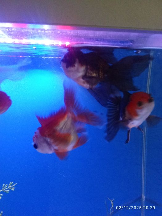 Privaznoy aranda baligi