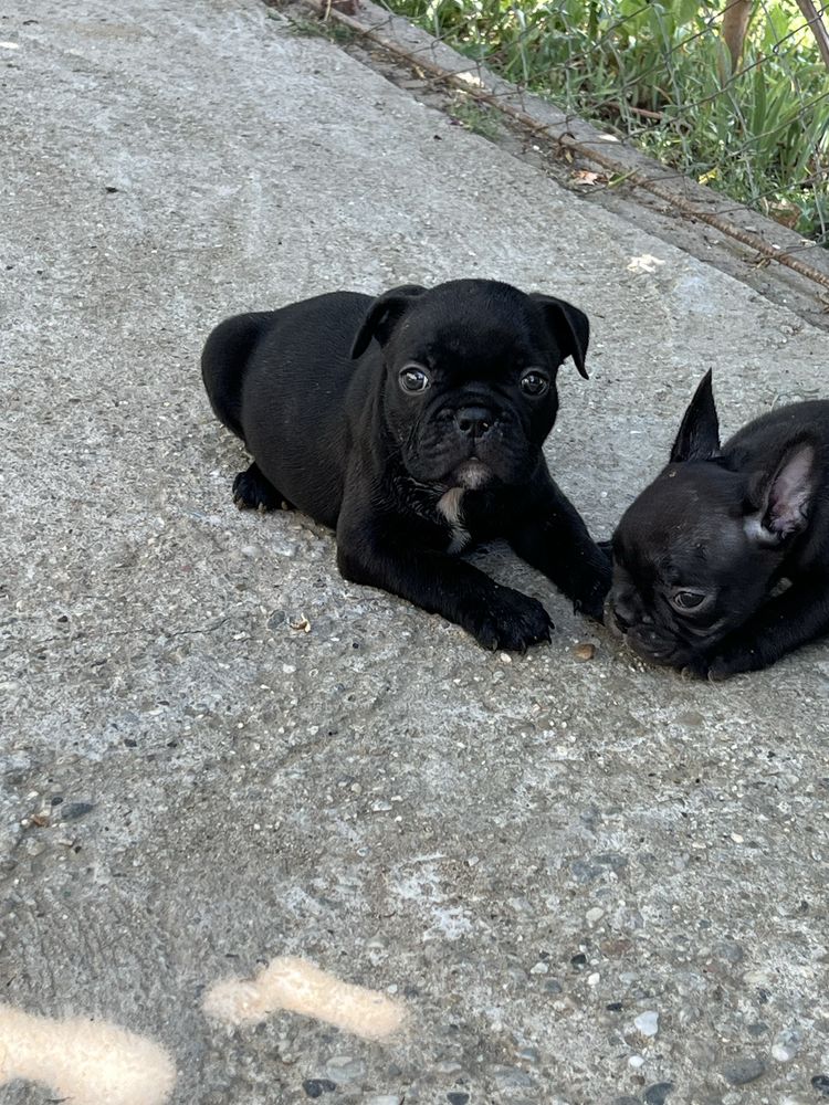 Bulldog francez pui