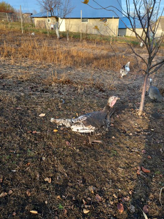 Curci si curcan crescuti in gradina