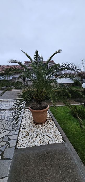 Канарска финикова палма