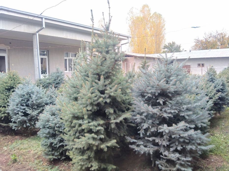 Продаються ёлки свои