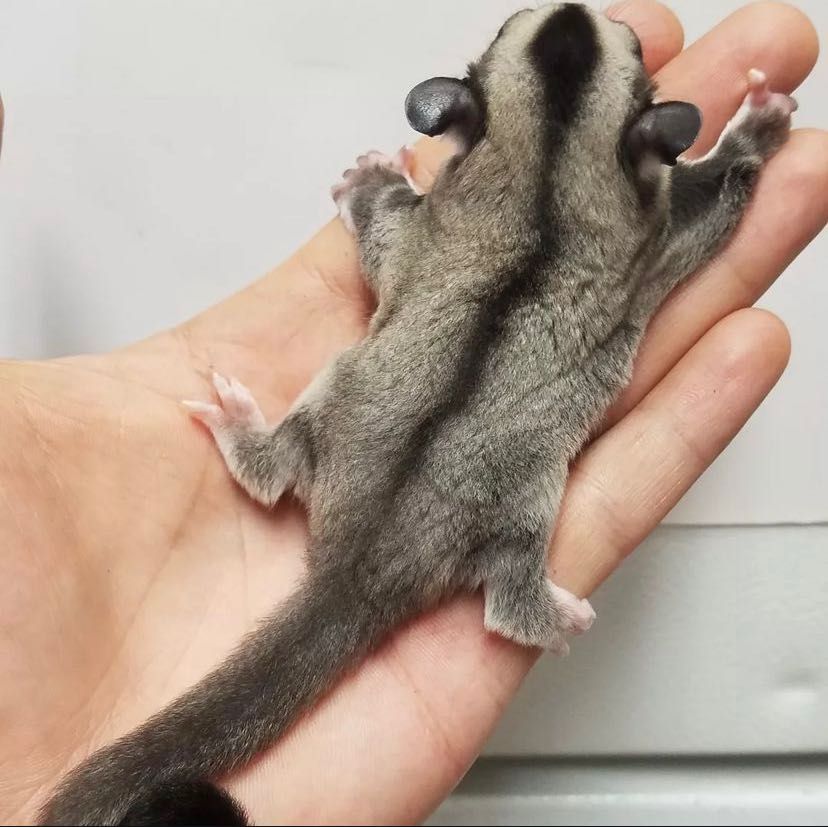 Sugarglider - veveriță zburătoare - veveriță marsupială