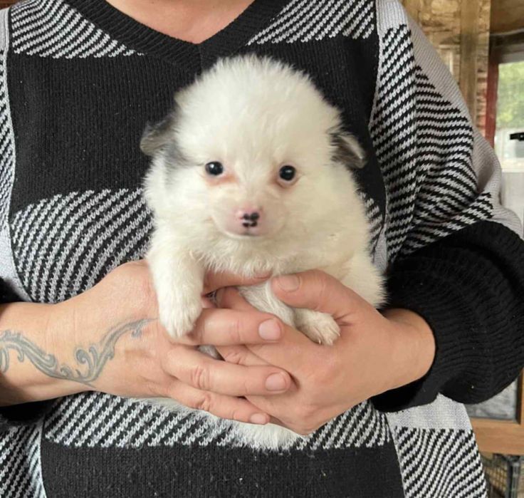 Малки бебета Померани