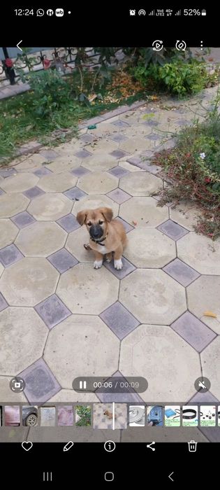 Отдам щенка девочку в добрые руки