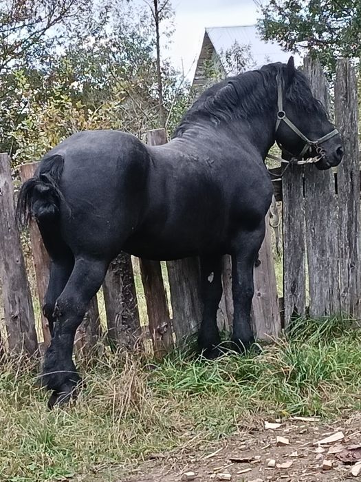 Vând armăsar de 7 ani