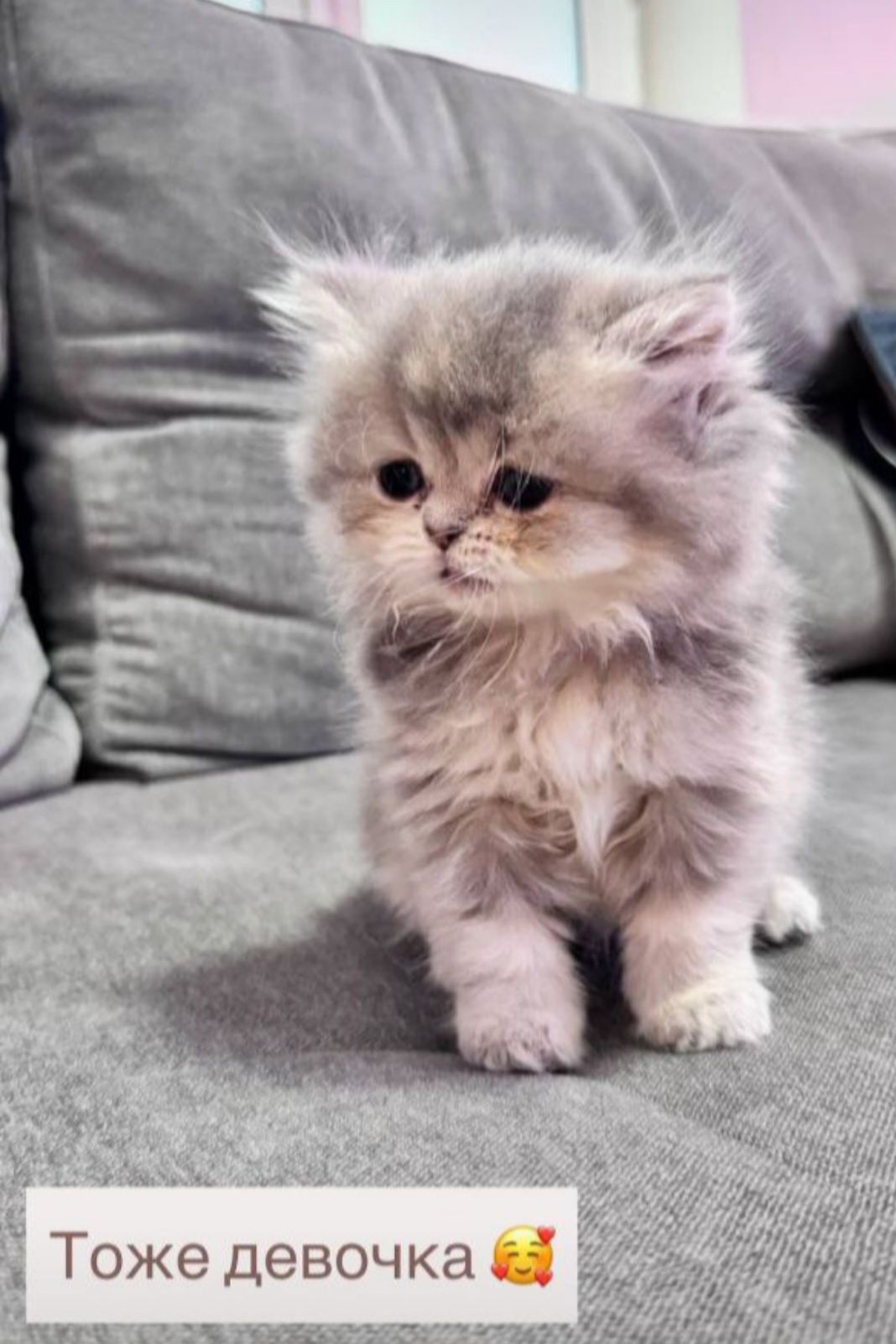 Шотландские шиншиллы