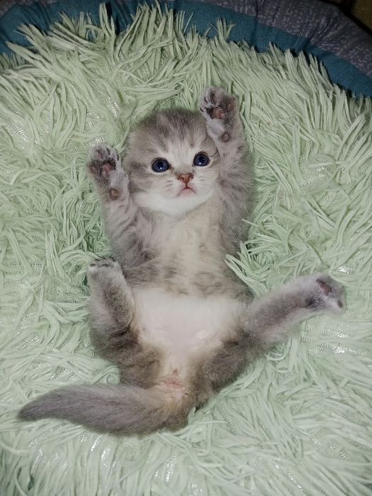 Скоттиш фолд девочки золотые Шиншилы