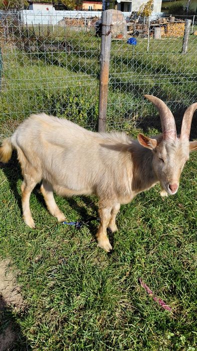 Vand țap Zanen de anul acesta