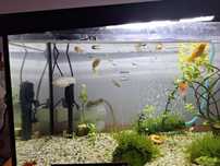 Vand pui de guppy