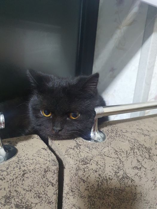 Продаётся породистый кот.