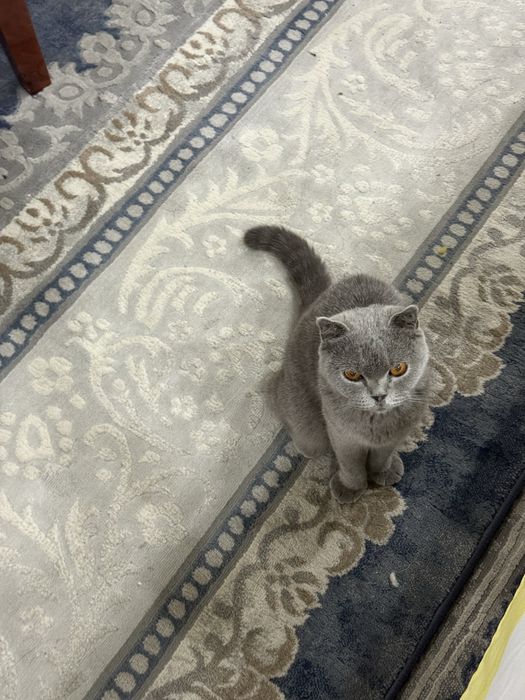 Британская кошка