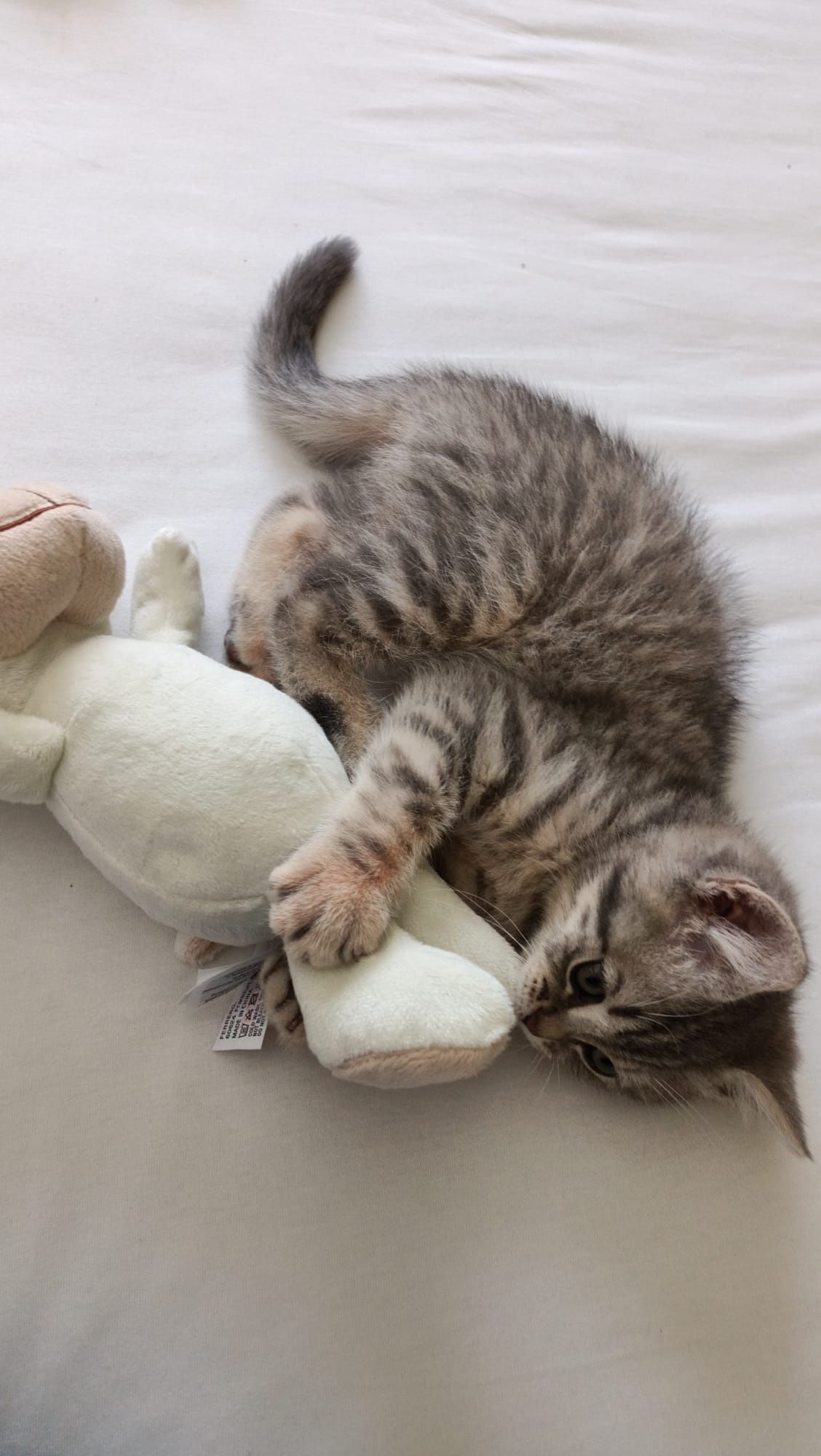 Cazare pisici / pet sitter