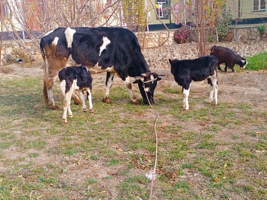 Ikkiz ona bola sigirlar