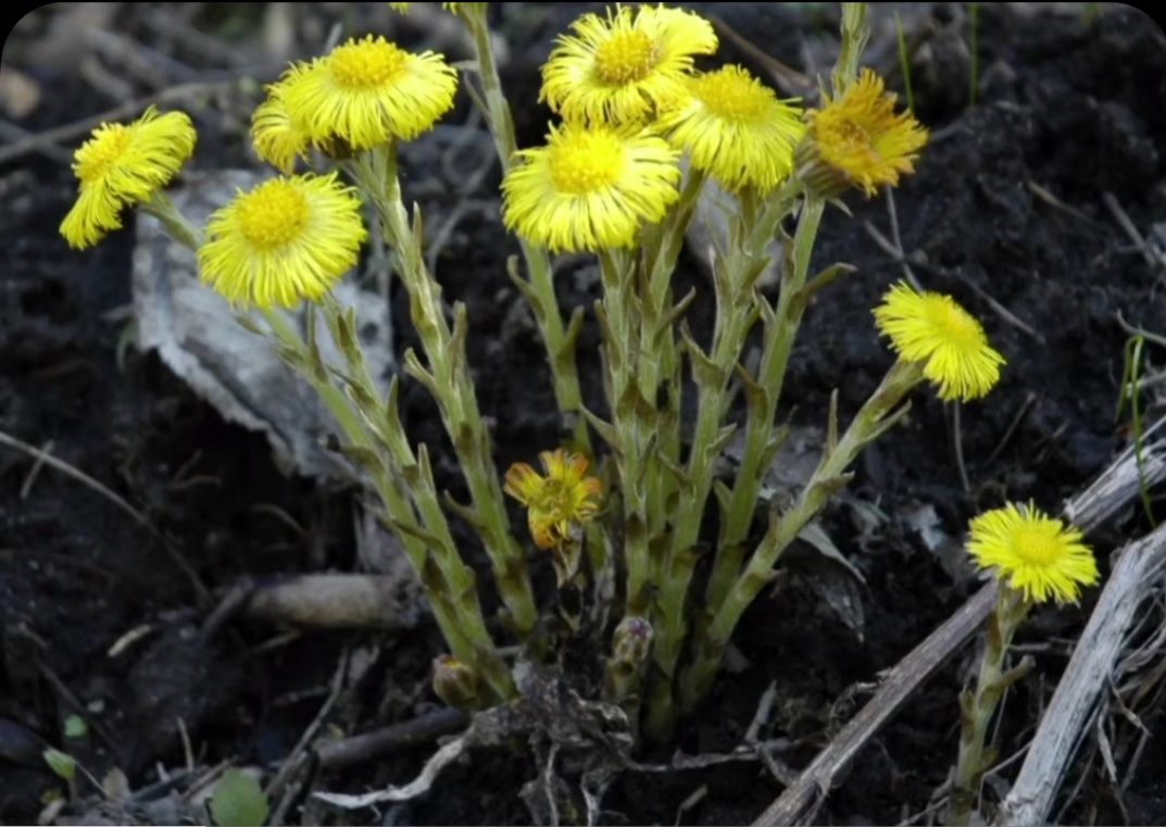 Plante medicinale flori și rădăcini de potbal