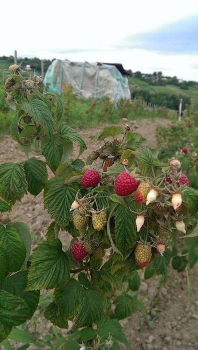 Arbusti Fructiferi (Zmeur Rosu )