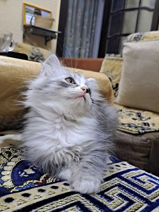 котята в Ургенче