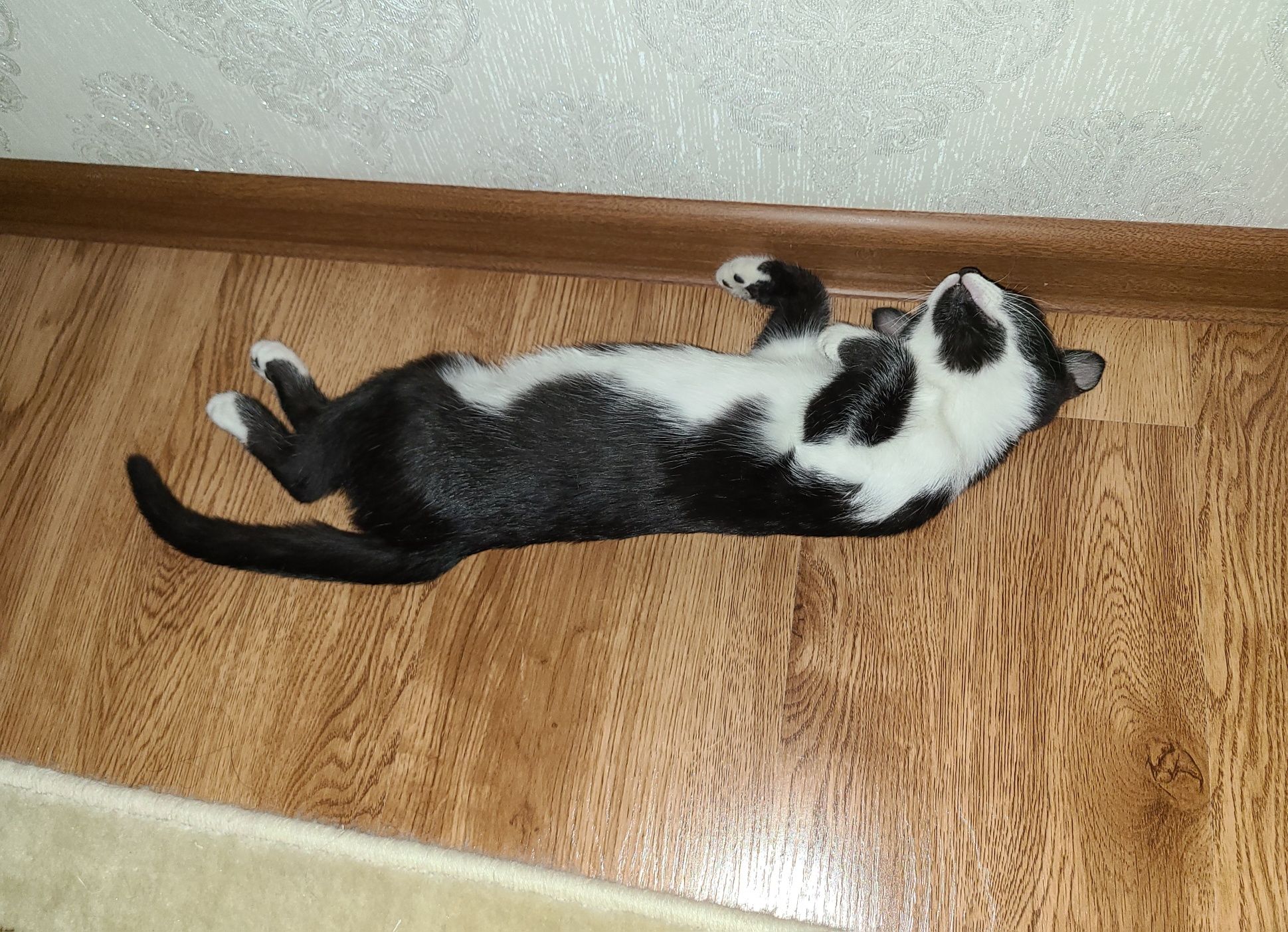 Котёнок бесплатно!