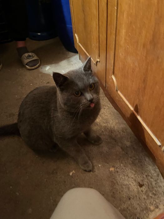 Vând motan british blue short hair