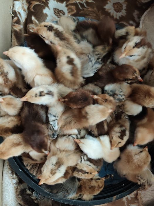 Порода Ханхяп продаю яйца цыплят