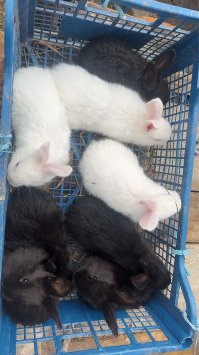 Vand iepuri de diferite marimi