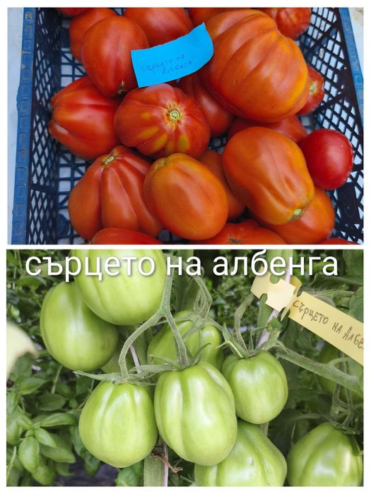 Стари селски сортове домати,краставици и други