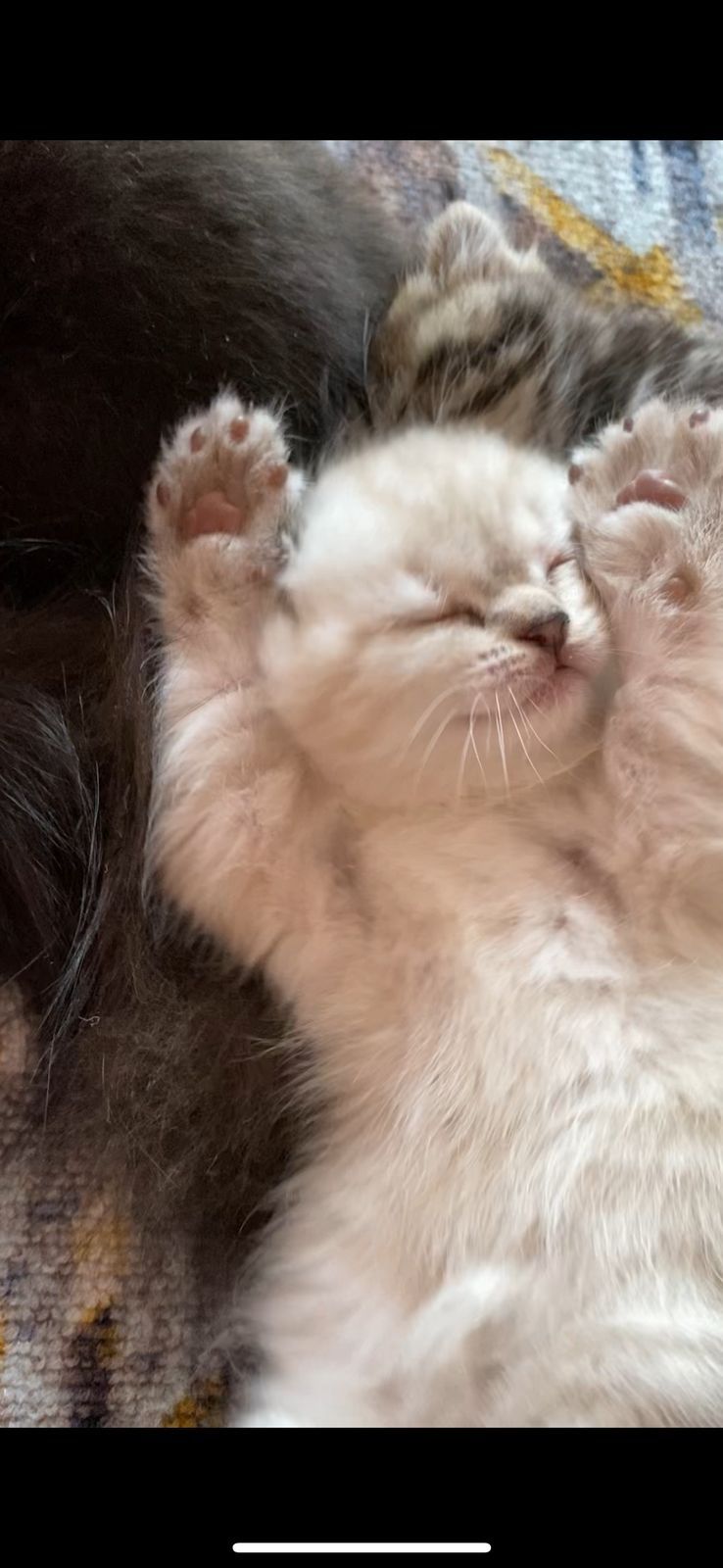Котята скотиш страйт и фолд