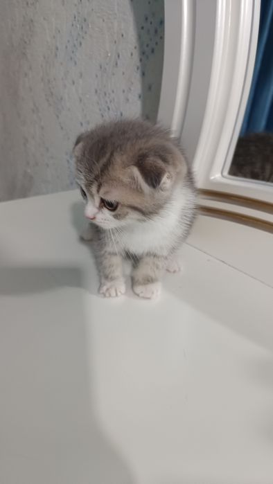 Продаётся котёнок скотиш фолд девочка