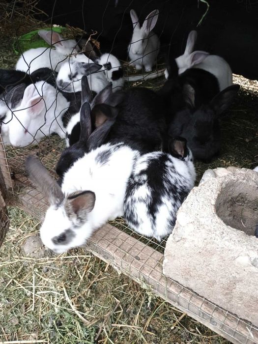 Vând iepurași de casă