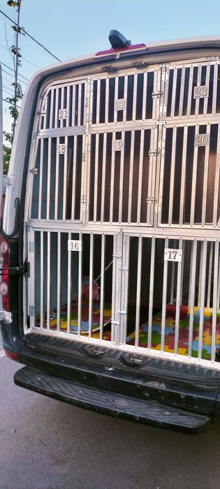 Transport caini animale de companie