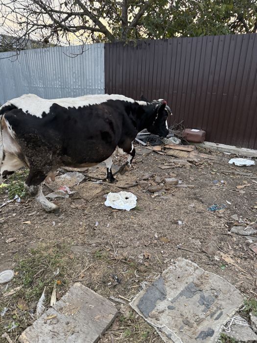 Vand vaca de 10 vitei