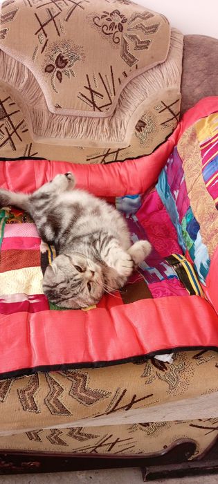 Кот Лео мальчик возраст почти годик