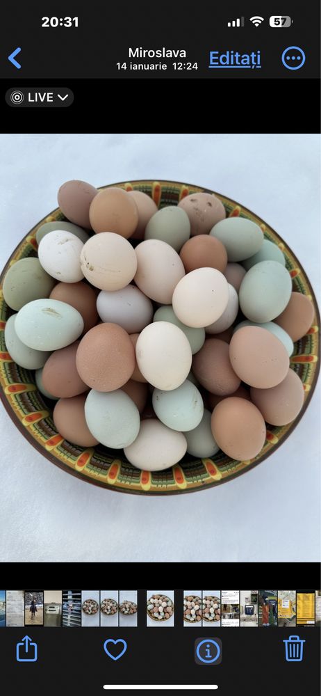 Oua verzi,albastre de la gaini Araucana numai pt CONSUM.NU pt INCUBAT
