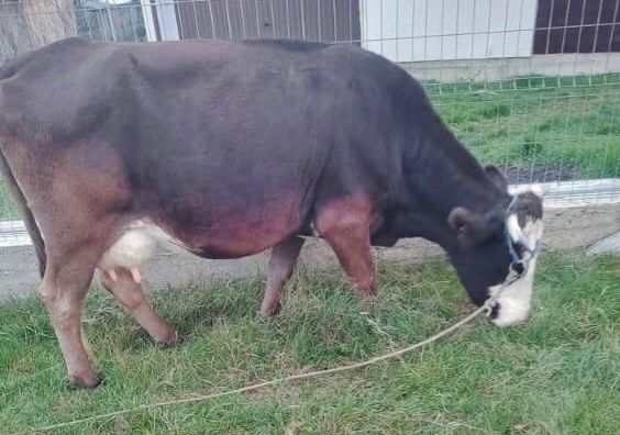 vand vaca buna de lapte