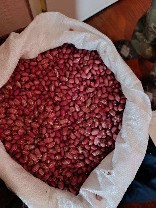 Фъстъци Калинка  България