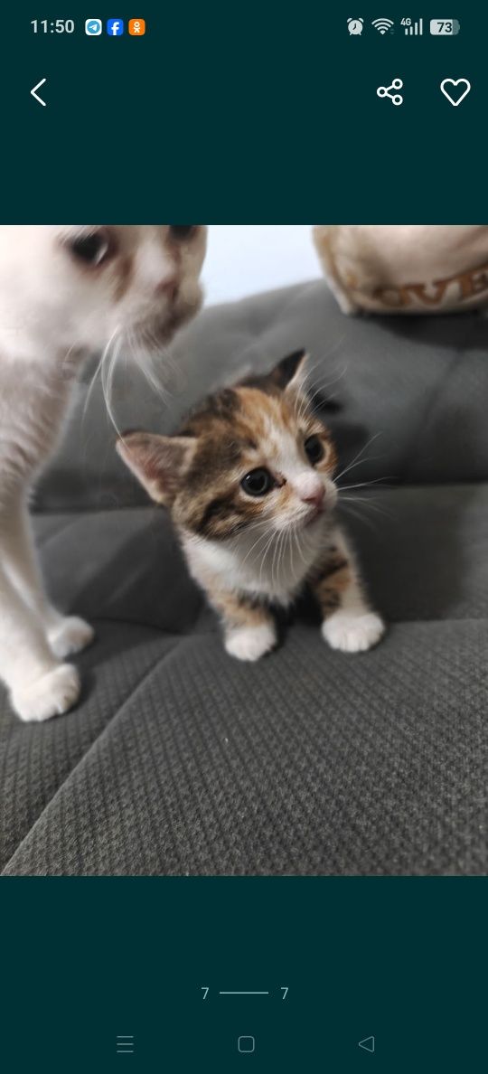 Котята породы скотиш страйт