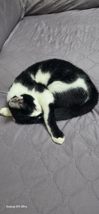 Подарявам женско коте