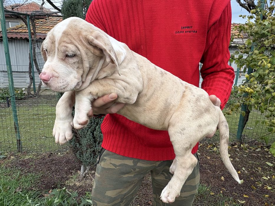 Американско Були Хл